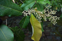 Heritiera littoralis